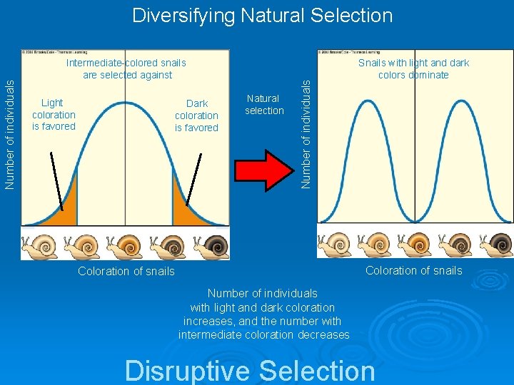 Intermediate-colored snails are selected against Light coloration is favored Dark coloration is favored Natural