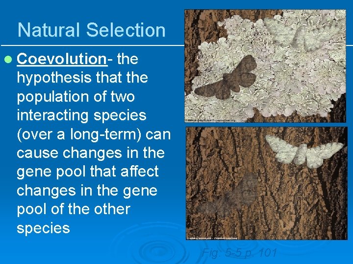 Natural Selection l Coevolution- the hypothesis that the population of two interacting species (over