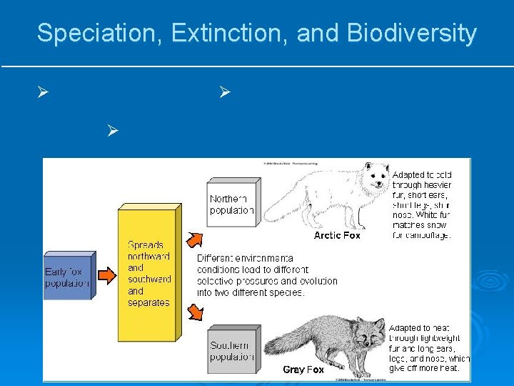 Speciation, Extinction, and Biodiversity Ø Speciation Ø Geographic isolation Ø Reproductive isolation 