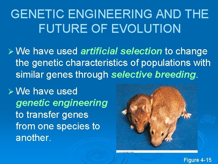 GENETIC ENGINEERING AND THE FUTURE OF EVOLUTION Ø We have used artificial selection to