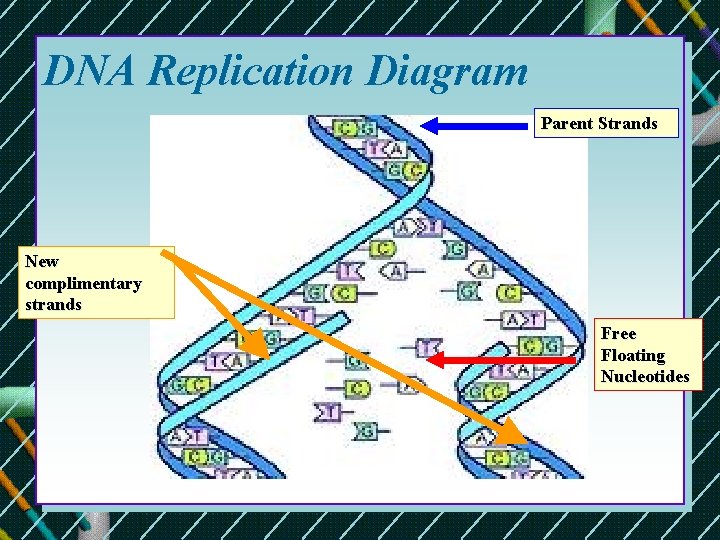 DNA Replication Diagram Parent Strands New complimentary strands Free Floating Nucleotides  DNA Replication Diagram Parent Strands New complimentary strands Free Floating Nucleotides