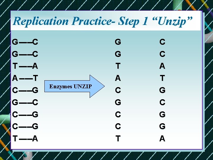 Replication Practice- Step 1 “Unzip” G-----C T -----A A -----T C-----G G-----C C-----G T Replication Practice- Step 1 “Unzip” G-----C T -----A A -----T C-----G G-----C C-----G T