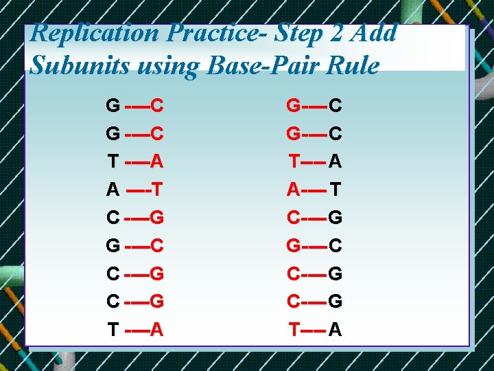 Replication Practice- Step 2 Add Subunits using Base-Pair Rule G ----C T ----A A Replication Practice- Step 2 Add Subunits using Base-Pair Rule G ----C T ----A A