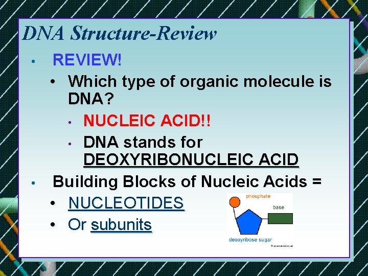 DNA Structure-Review • • REVIEW! • Which type of organic molecule is DNA? • DNA Structure-Review • • REVIEW! • Which type of organic molecule is DNA? •