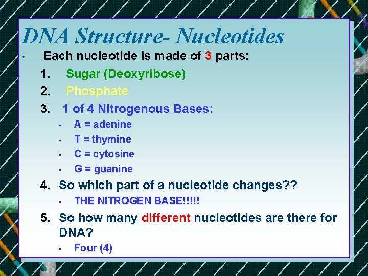 DNA Structure- Nucleotides • Each nucleotide is made of 3 parts: 1. Sugar (Deoxyribose) DNA Structure- Nucleotides • Each nucleotide is made of 3 parts: 1. Sugar (Deoxyribose)
