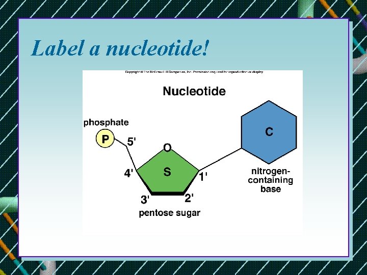 Label a nucleotide!  Label a nucleotide!
