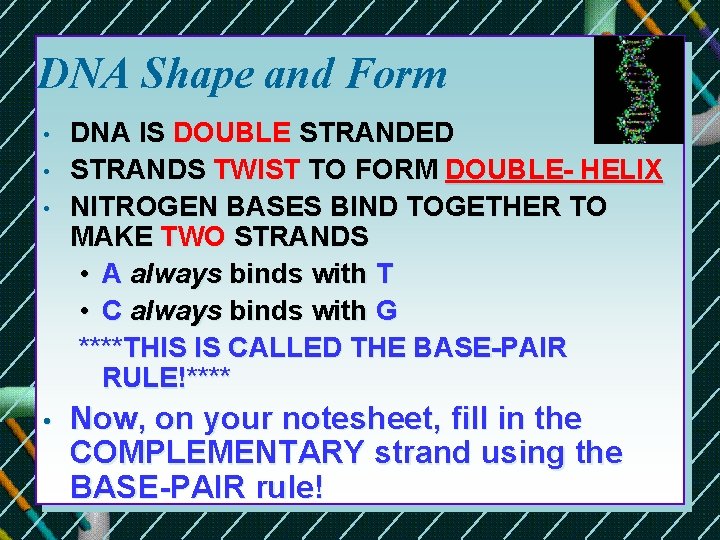 DNA Shape and Form • • DNA IS DOUBLE STRANDED STRANDS TWIST TO FORM DNA Shape and Form • • DNA IS DOUBLE STRANDED STRANDS TWIST TO FORM