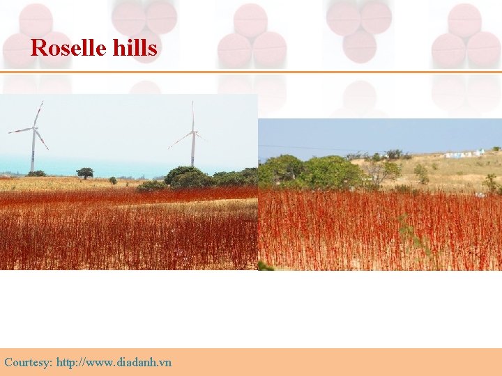 Roselle hills Courtesy: http: //www. diadanh. vn 