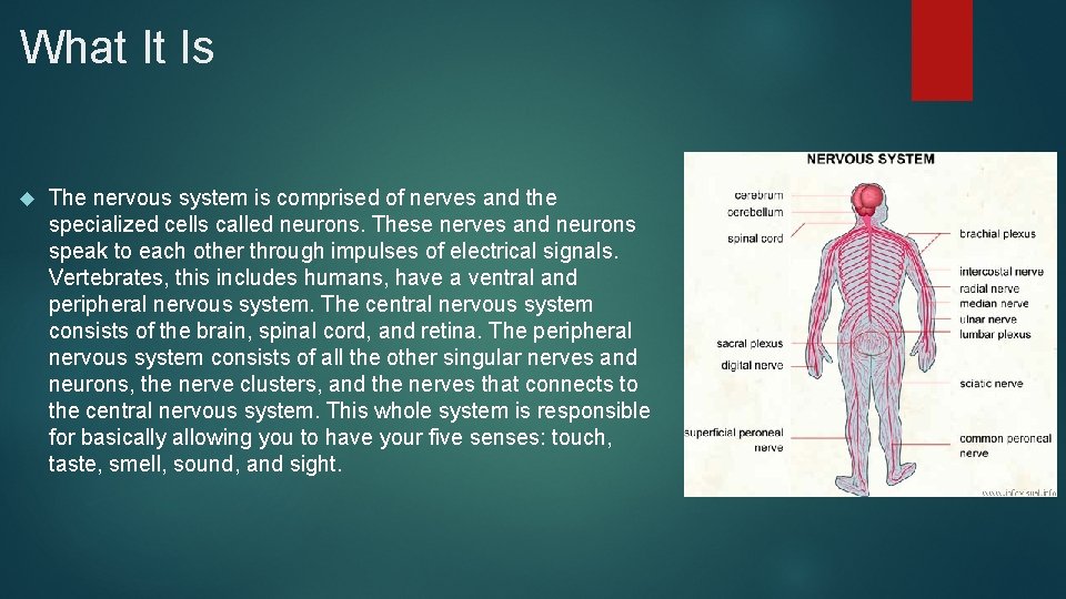 What It Is The nervous system is comprised of nerves and the specialized cells