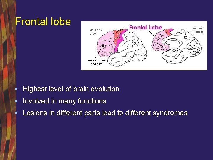 Frontal lobe • Highest level of brain evolution • Involved in many functions •