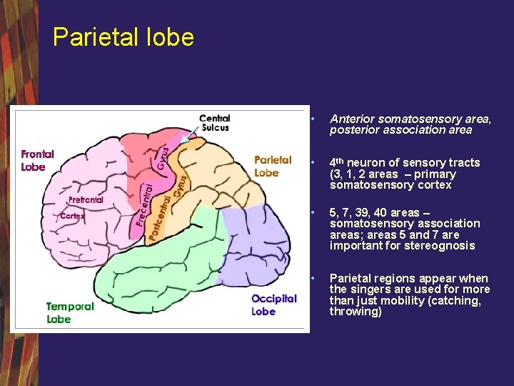 Parietal lobe • Anterior somatosensory area, posterior association area • 4 th neuron of