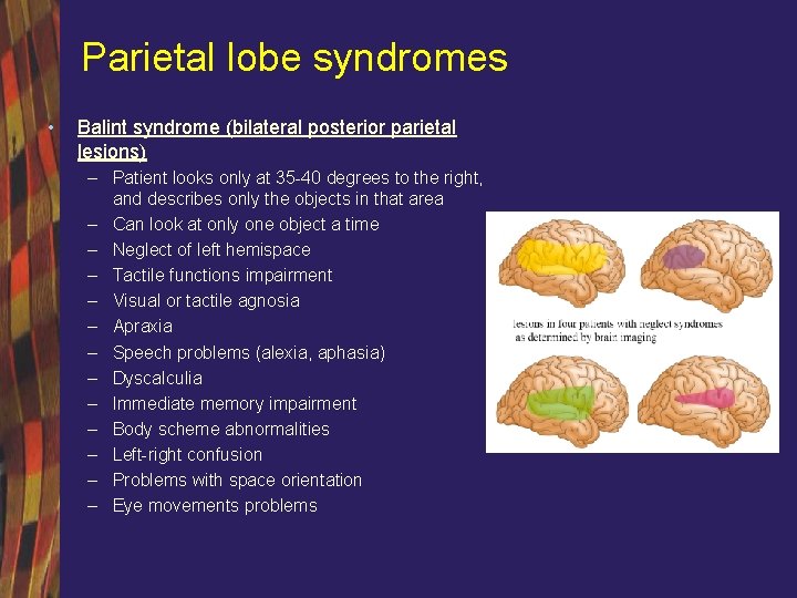 Parietal lobe syndromes • Balint syndrome (bilateral posterior parietal lesions) – Patient looks only