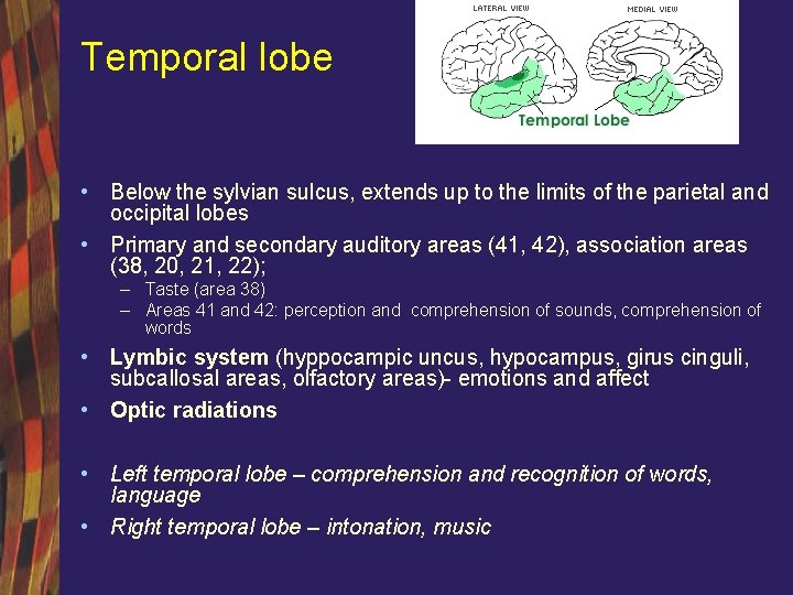 Temporal lobe • Below the sylvian sulcus, extends up to the limits of the