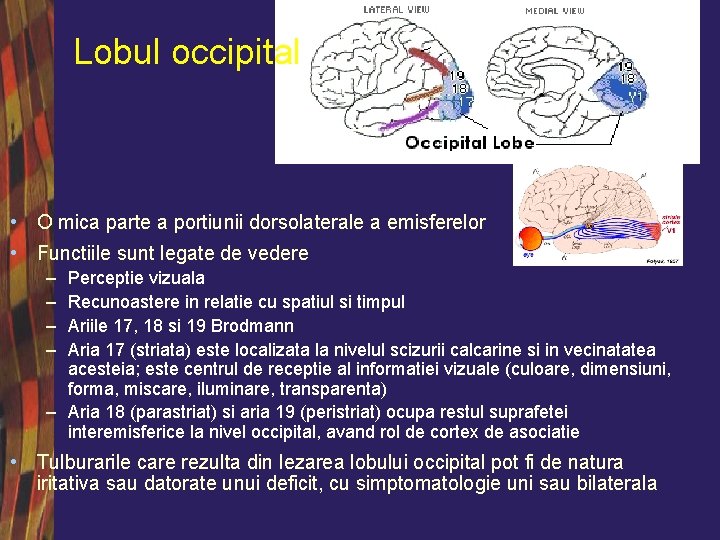 Lobul occipital • O mica parte a portiunii dorsolaterale a emisferelor • Functiile sunt