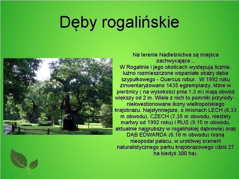 Dęby rogalińskie Na terenie Nadleśnictwa są miejsca zachwycające. . . W Rogalinie i jego