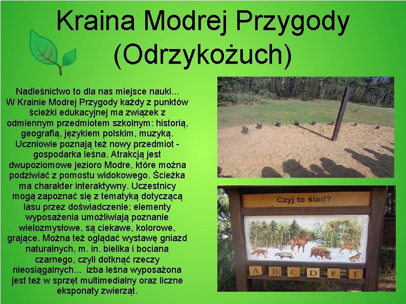 Kraina Modrej Przygody (Odrzykożuch) Nadleśnictwo to dla nas miejsce nauki. . . W Krainie