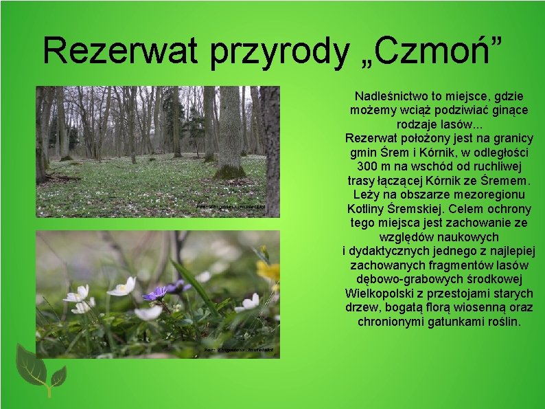 Rezerwat przyrody „Czmoń” Nadleśnictwo to miejsce, gdzie możemy wciąż podziwiać ginące rodzaje lasów. .