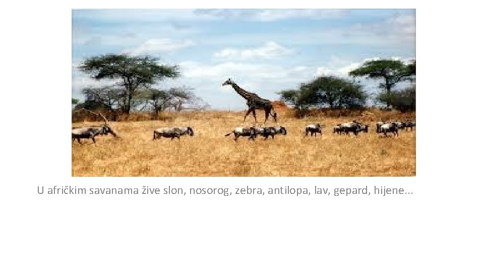 U afričkim savanama žive slon, nosorog, zebra, antilopa, lav, gepard, hijene. . . 