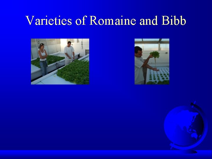 Varieties of Romaine and Bibb 