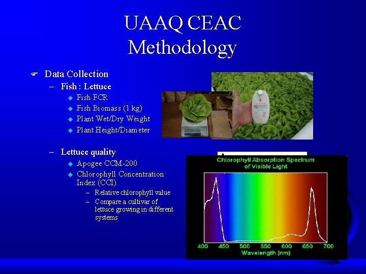 UAAQ CEAC Methodology F Data Collection – Fish : Lettuce u u Fish FCR