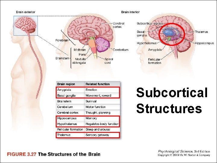 Subcortical Structures 