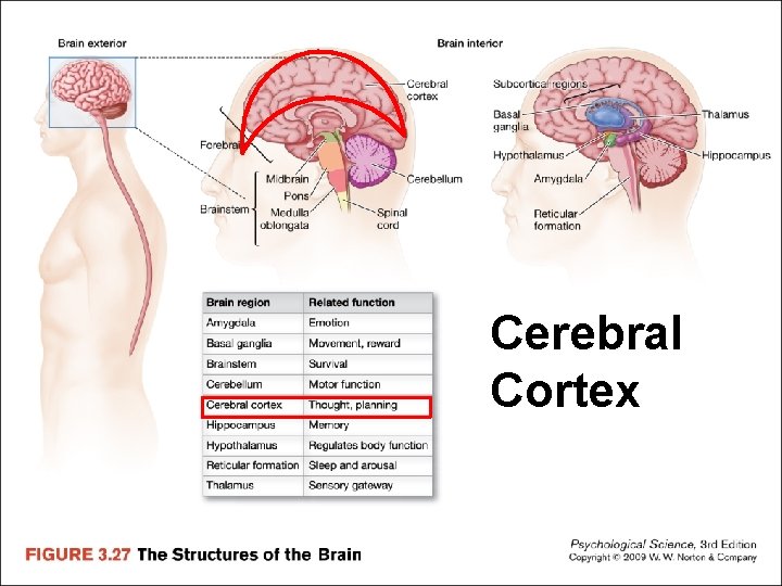 Cerebral Cortex 