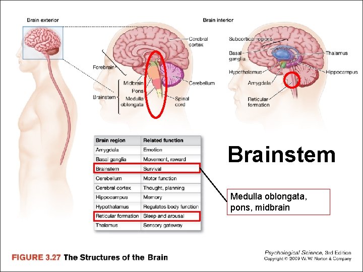 Brainstem Medulla oblongata, pons, midbrain 