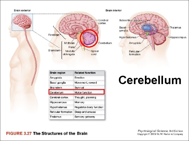 Cerebellum 