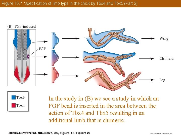 Figure 13. 7 Specification of limb type in the chick by Tbx 4 and
