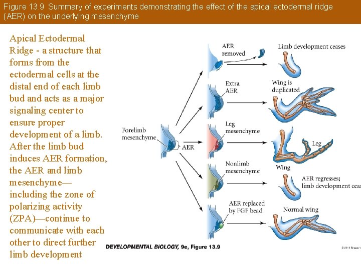 Figure 13. 9 Summary of experiments demonstrating the effect of the apical ectodermal ridge