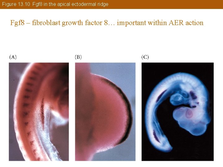 Figure 13. 10 Fgf 8 in the apical ectodermal ridge Fgf 8 – fibroblast