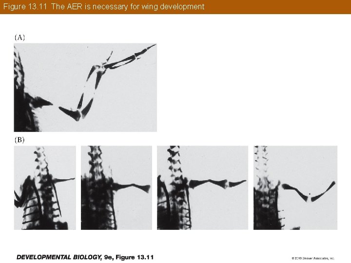 Figure 13. 11 The AER is necessary for wing development 