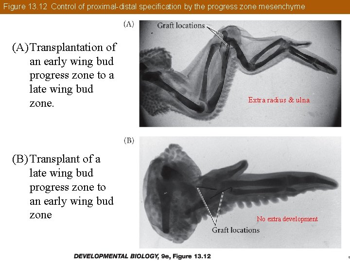 Figure 13. 12 Control of proximal-distal specification by the progress zone mesenchyme (A) Transplantation