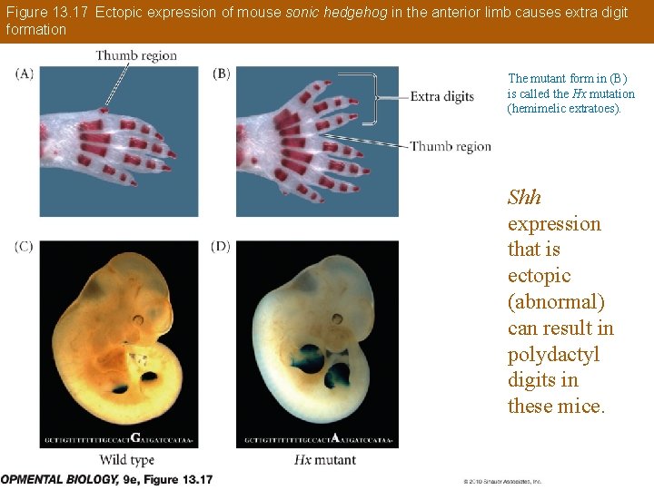Figure 13. 17 Ectopic expression of mouse sonic hedgehog in the anterior limb causes