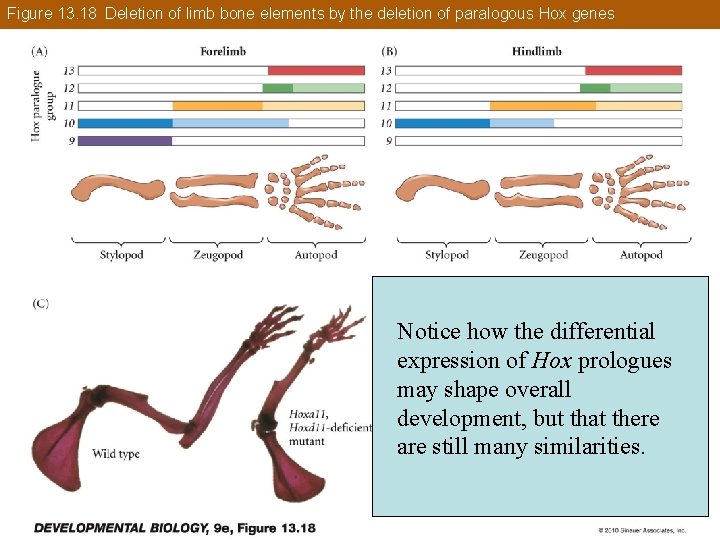 Figure 13. 18 Deletion of limb bone elements by the deletion of paralogous Hox