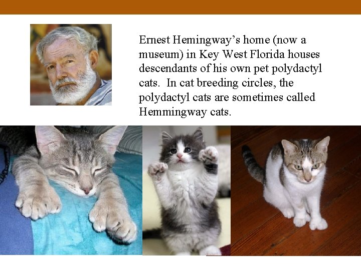 Ernest Hemingway’s home (now a museum) in Key West Florida houses descendants of his