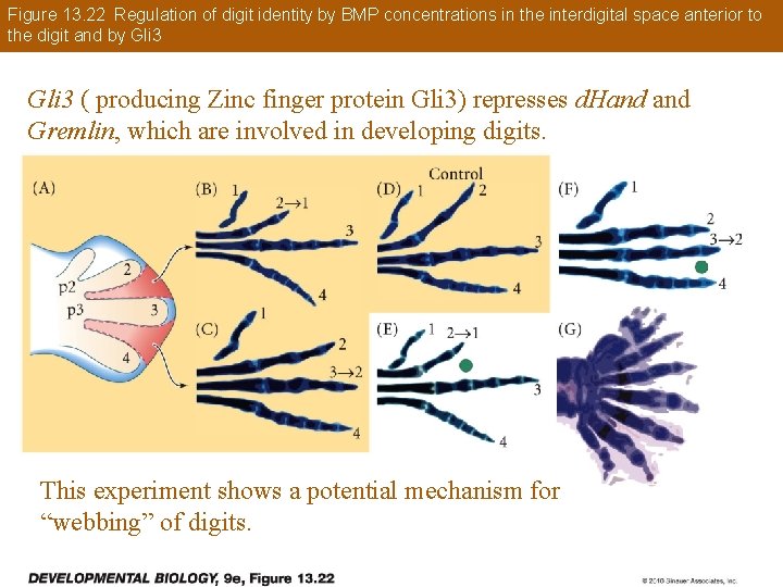 Figure 13. 22 Regulation of digit identity by BMP concentrations in the interdigital space