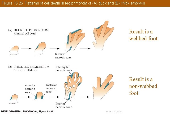 Figure 13. 26 Patterns of cell death in leg primordia of (A) duck and