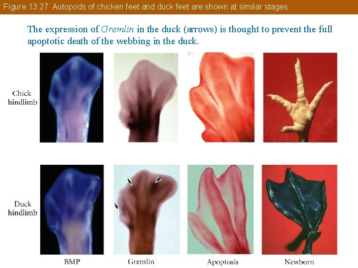 Figure 13. 27 Autopods of chicken feet and duck feet are shown at similar