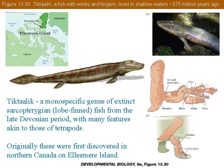 Figure 13. 30 Tiktaalik, a fish with wrists and fingers, lived in shallow waters