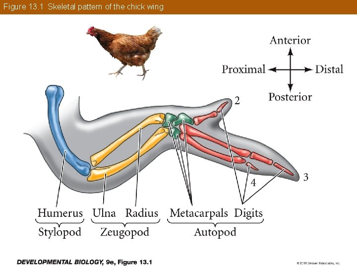Figure 13. 1 Skeletal pattern of the chick wing 