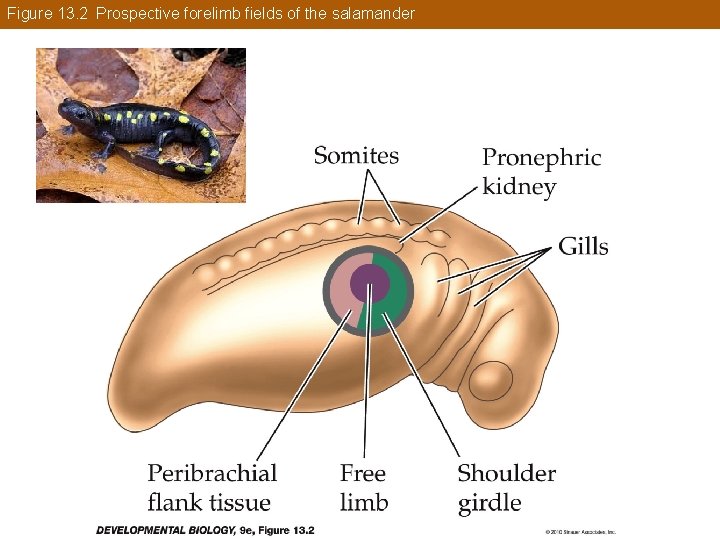 Figure 13. 2 Prospective forelimb fields of the salamander 