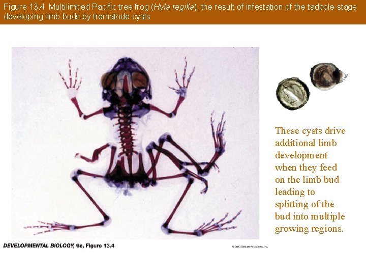 Figure 13. 4 Multilimbed Pacific tree frog (Hyla regilla), the result of infestation of