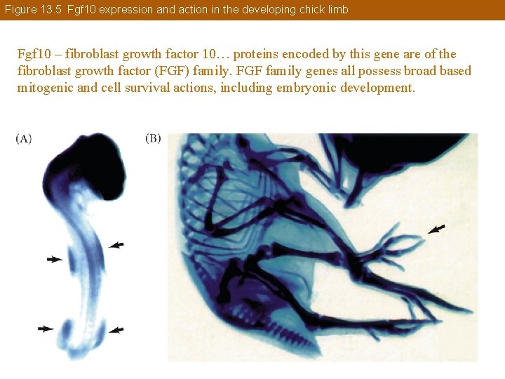 Figure 13. 5 Fgf 10 expression and action in the developing chick limb Fgf
