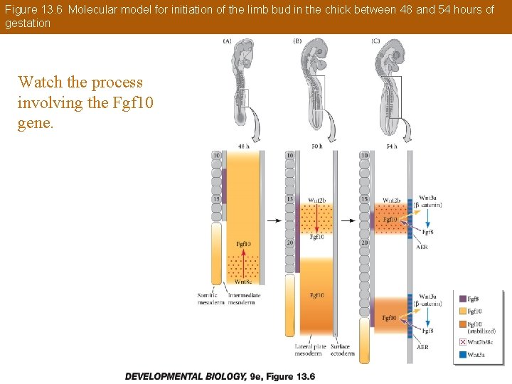 Figure 13. 6 Molecular model for initiation of the limb bud in the chick