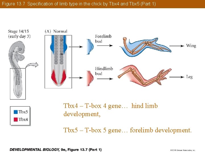 Figure 13. 7 Specification of limb type in the chick by Tbx 4 and