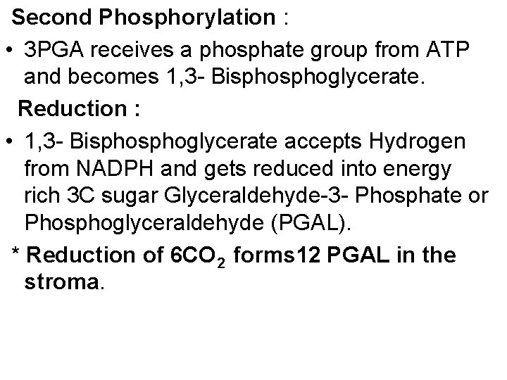 Second Phosphorylation : • 3 PGA receives a phosphate group from ATP and becomes