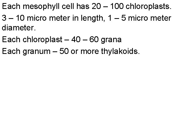 Each mesophyll cell has 20 – 100 chloroplasts. 3 – 10 micro meter in