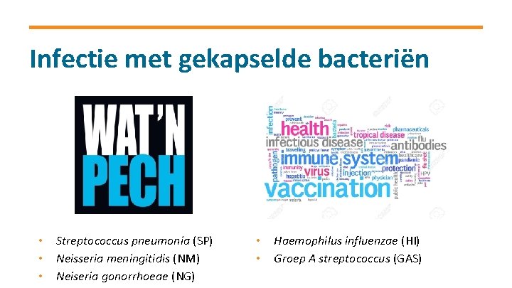 Infectie met gekapselde bacteriën • • • Streptococcus pneumonia (SP) Neisseria meningitidis (NM) Neiseria