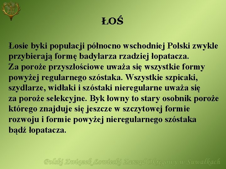 ŁOŚ Łosie byki populacji północno wschodniej Polski zwykle przybierają formę badylarza rzadziej łopatacza. Za